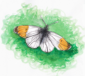 Orange-Tip-Butterfly