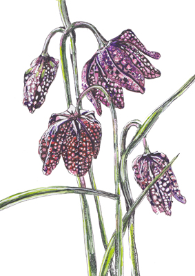 Snakes-Head-Frittilary