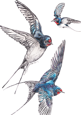 Swallows-in-the-Stable