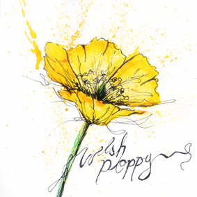 Welsh-Poppy