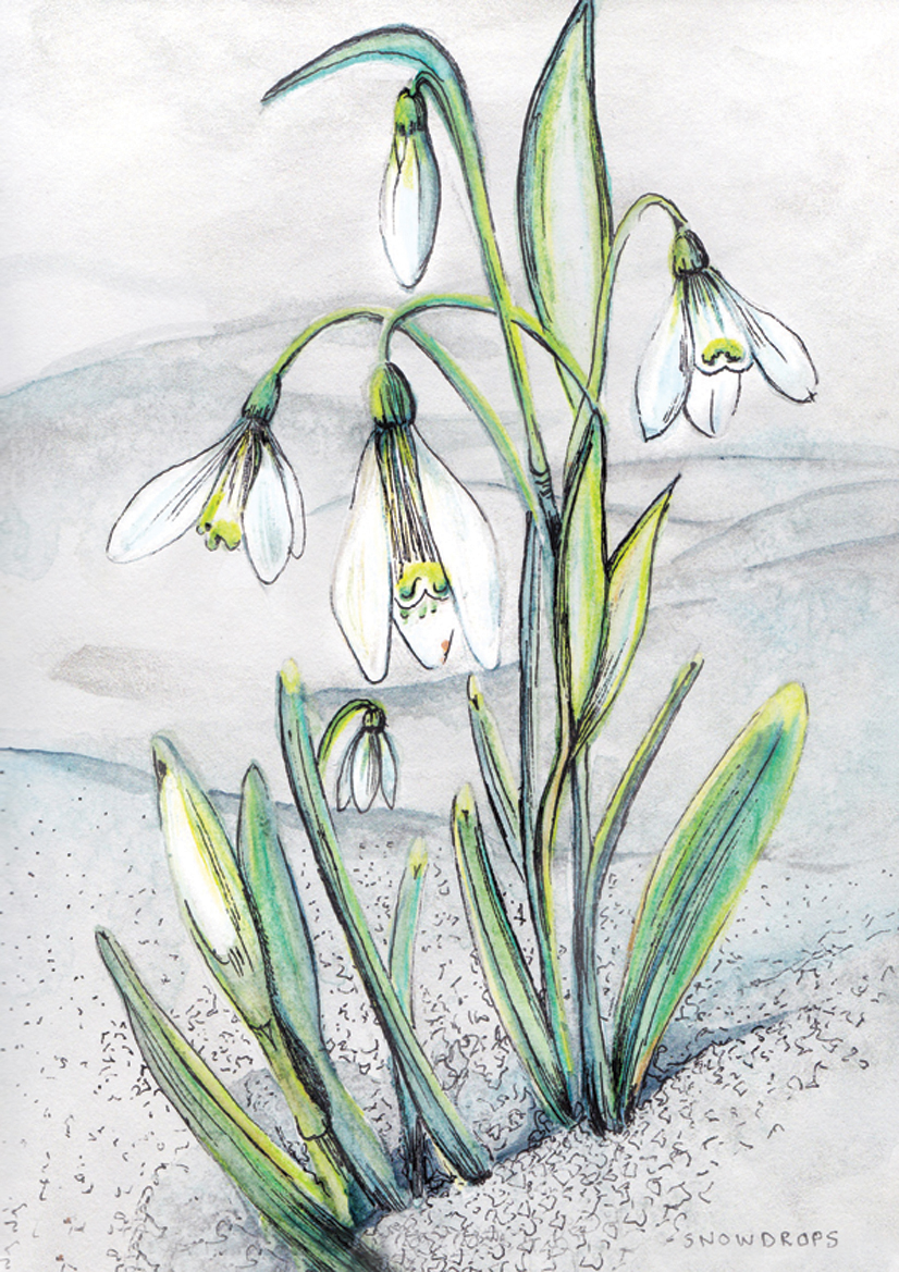 Snowdrops