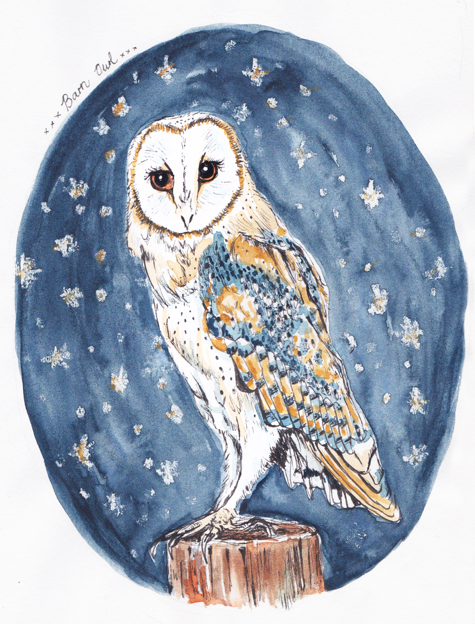 barn-owl-1