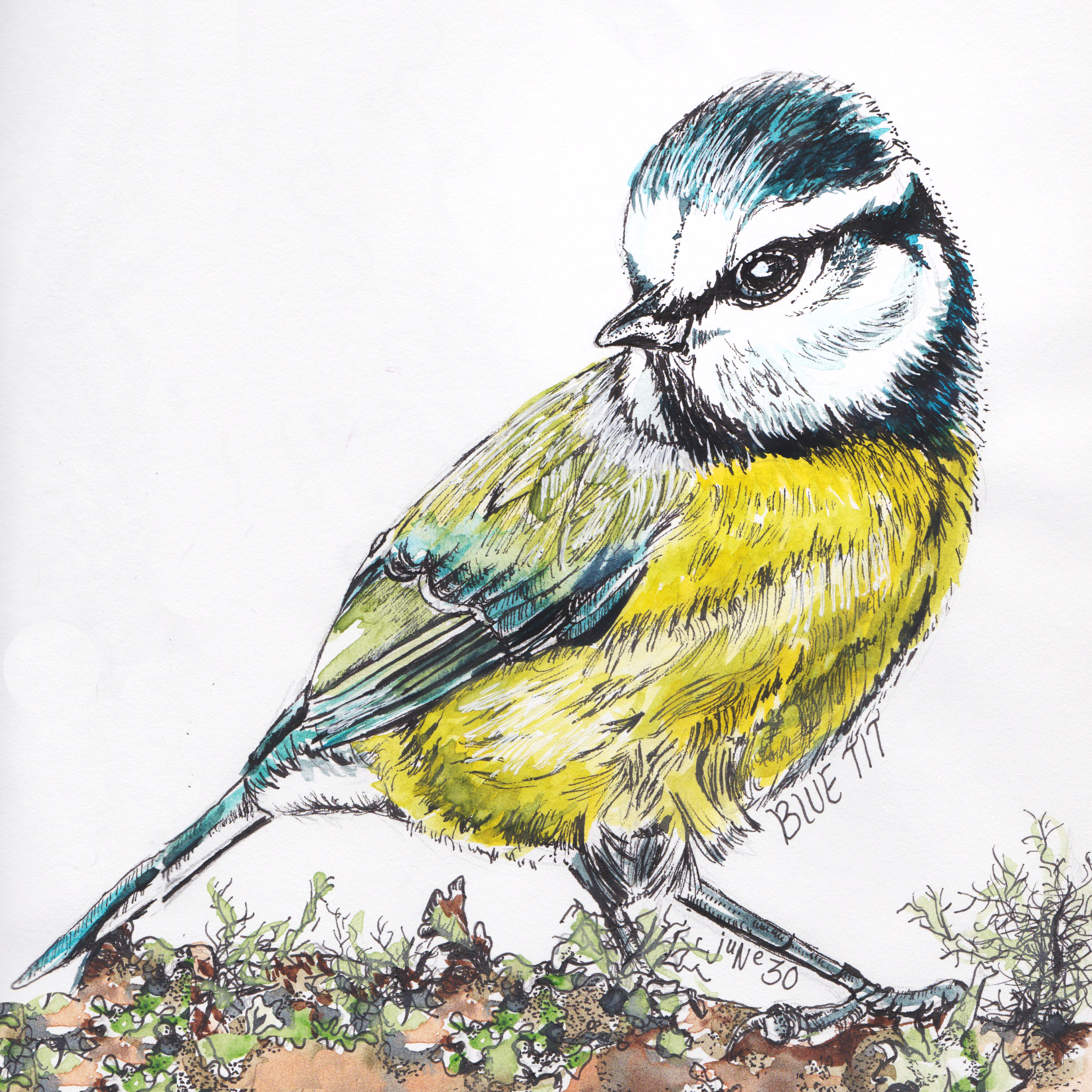 blue-tit