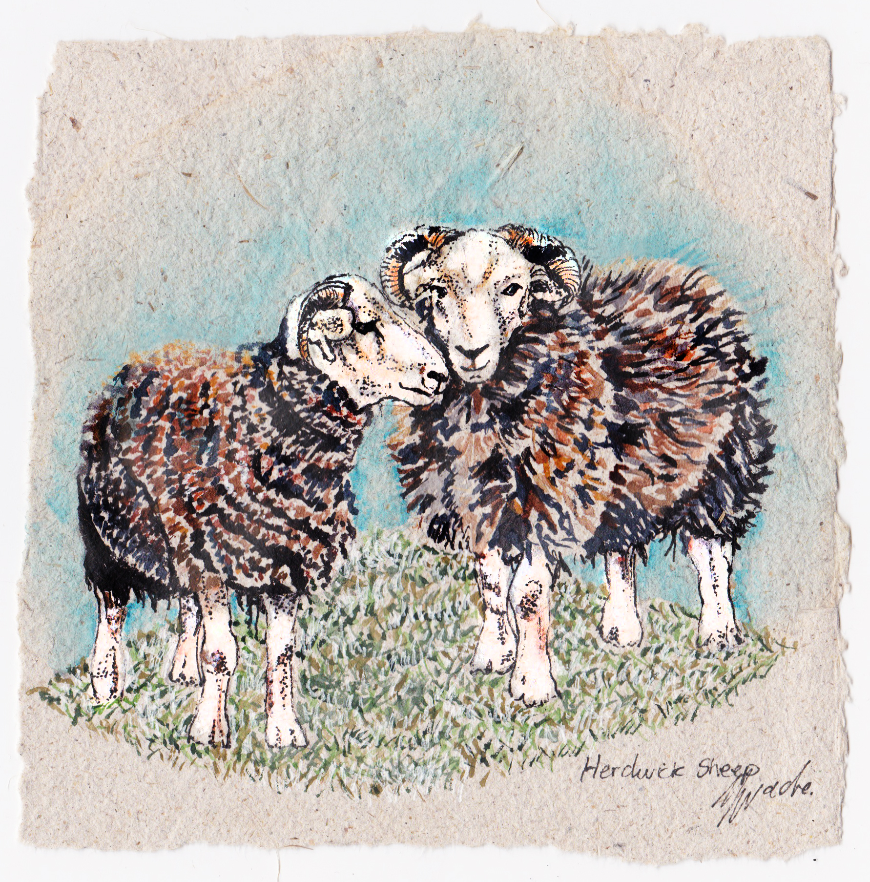 herdwick-sheep